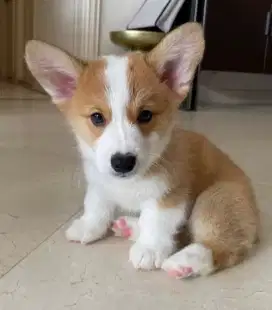 DIJUAL ANAK ANJING CORGY