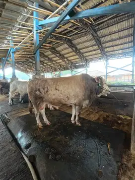 Sapi qurban terbaik berkualitas