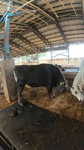 Sapi qurban murah