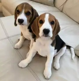 DIJUAL ANAK ANJING BEAGLE