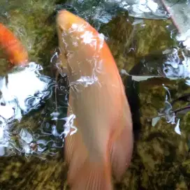 Ikan hias gurame padang