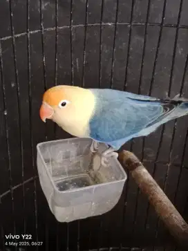 Lovebird biola PB vio love bird betina