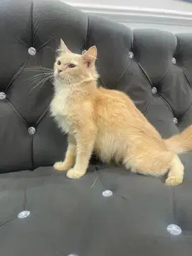 Indukan betina mainecoon