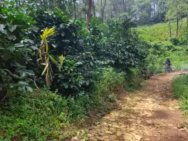 Judul : Dijual Tanah Kebun Kopi 12,3 Ha - Lokasi Wisata Bogor puncak 2