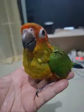 Sunconure jinak  total DNA betina