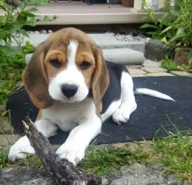 DIJUAL ANAK ANJING BEAGLE