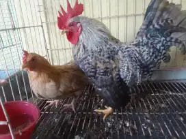 Sepasang kate siap produk