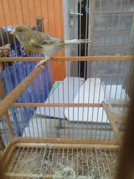 Kenari betina siap produk