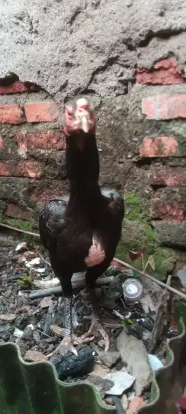 Jual cepat ayam Bangkok biang F1
