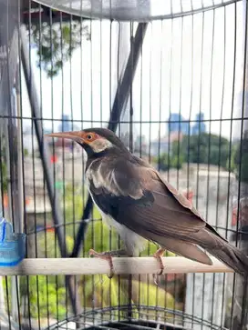 Jalak suren fullset
