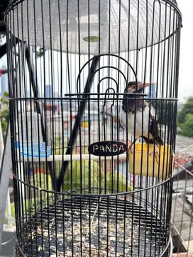 Jalak suren fullset