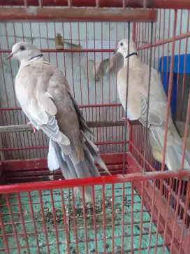 Sepasang puter pelung muda