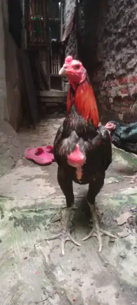 Jual cepat ayam Bangkok khusus pacek mangoun ORI F1 trah Thailand