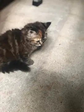 Kucing Persia imut dan lucu