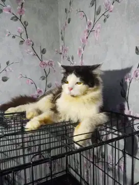 LA cepat kucing persia ganteng pol