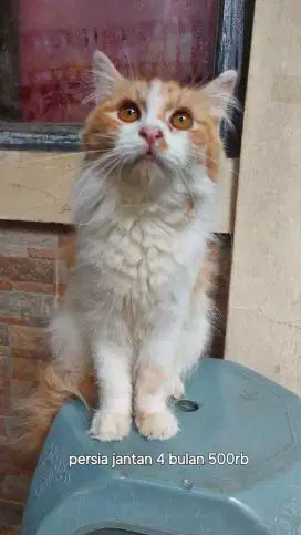 Kucing Persia ragoll himalaya