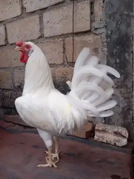 Ayam kampung putih jantan jago umur 7-8 bulan
