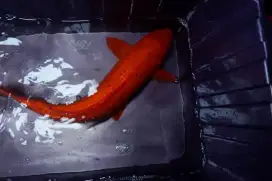 Ikan koi benigoi blitar  53 cm