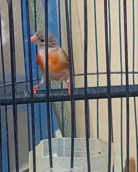 Siskin betina mapan