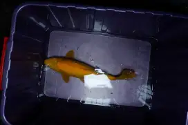 Jual ikan koi blitar karashi manggo 45cm