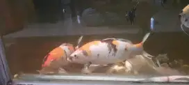 Ikan Koi 25-30 cm 8 ekor dijual borongan