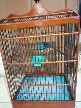 di jual murai beti