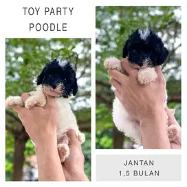 Toy Party Poodle jantan