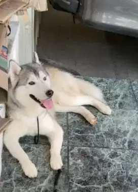 Siberian Husky Stambum Super Jinak, Ganteng & Pintar