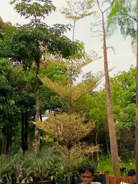 Ketapang kencana varigata
