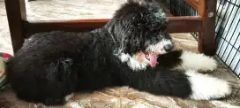 Dijual Giant poodle stb