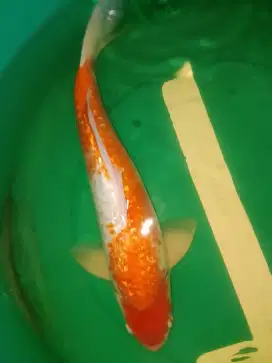 Ikan koi jenis KOHAKU GINRIN 45cm