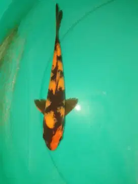 Ikan koi jenis Hi Utsuri 27cm HQ
