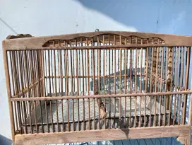 Bak Murai Tempat Mandi Murai