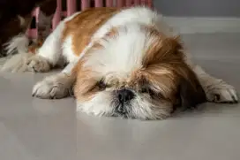 JUAL NAJING SHIH TZU