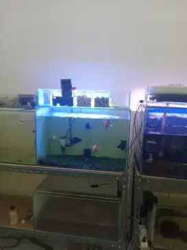 Aquarium ada 6 buah