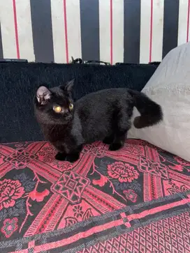 Kitten Munchkin Betina