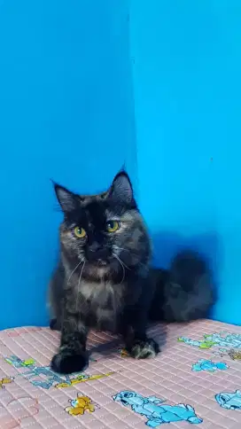 lepas adopsi kitten persia