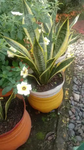 Tanaman lidah mertua