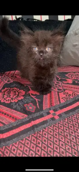 Kitten Munchkin Betina