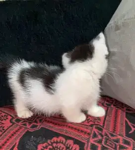 Kitten Munchkin Jantan
