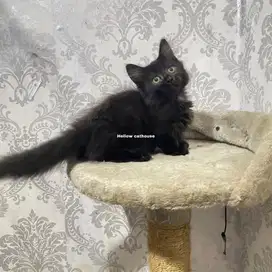 Kucing Munchkin cebol black betina 2 bulan