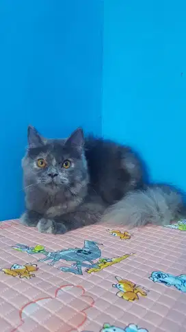 lepas adopsi kitten persia