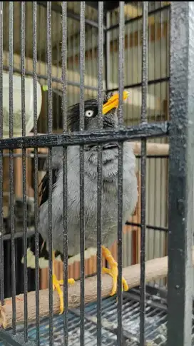 Jalak Mata Putih