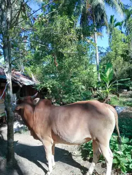 Jual sapi qurban