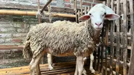 JUAL KAMBING QURBAN