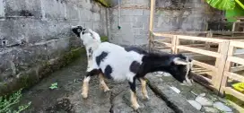 Kambing hias minii pygmi goat pure