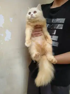 kitten Persia medium betina