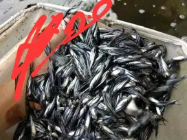 bibit ikan patin Premier Bibit Sidoarjo
