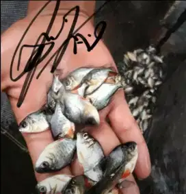 bibit ikan bawal Premier Bibit Sidoarjo