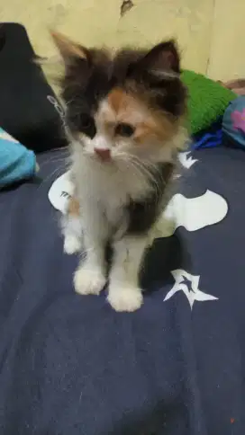 Open adopsi anak kucing